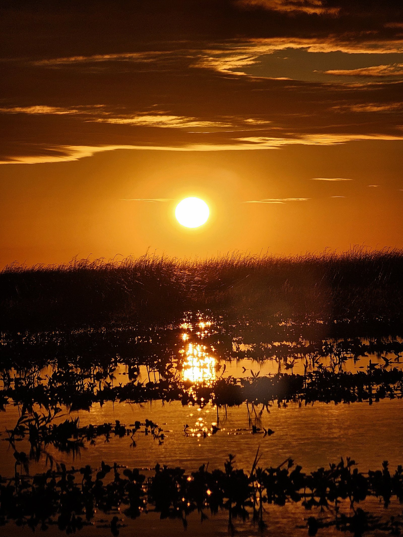 Fauna del Iberá